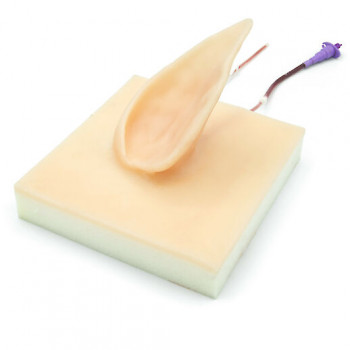 Pig auricular vein training simulator