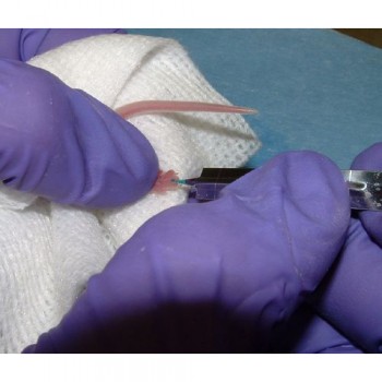 Animal Lancet for tattooing