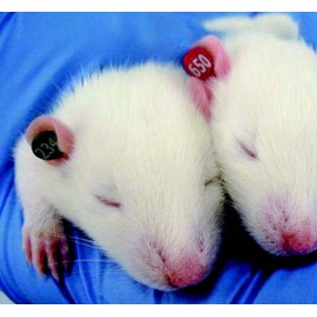La Pias Ear Tag - 5 colors